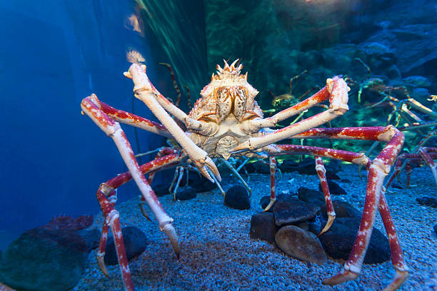 istock Giant sea crab in aquarium tank 504867520