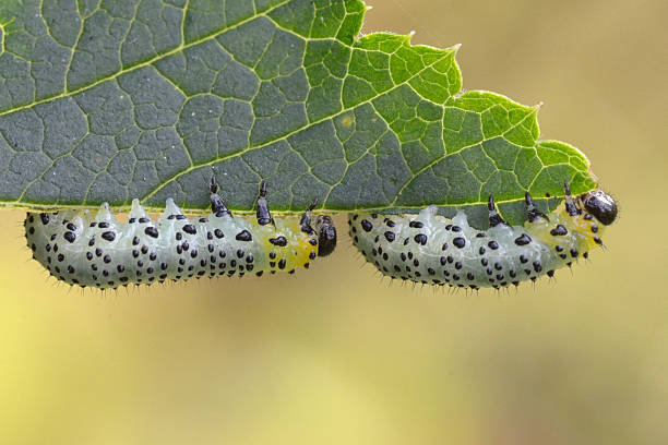 istock Gooseberry sawfly catepillars 504867564