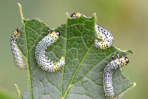 пилильщик catepillars крыжовник - currant gooseberry red currant red стоковые фото и изображения