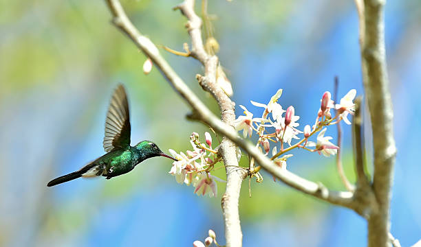 istock Flying Cuban Emerald Hummingbird 504868548