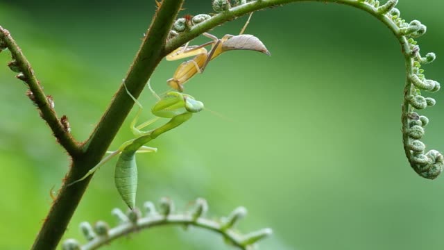two mantis on fern shoot