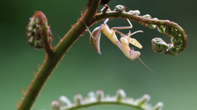 mantis under the fern shoot