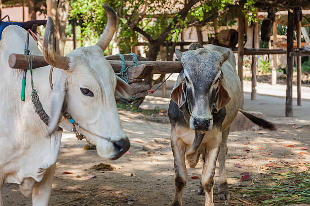 Two oxen that are harnessed to an oxcart