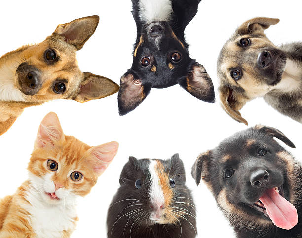 istock kitten and puppy and guinea pig 504877082