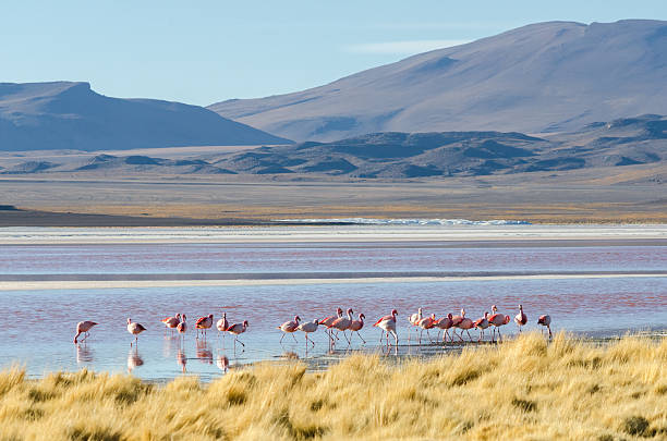 istock Flamingo on the lake 504877336