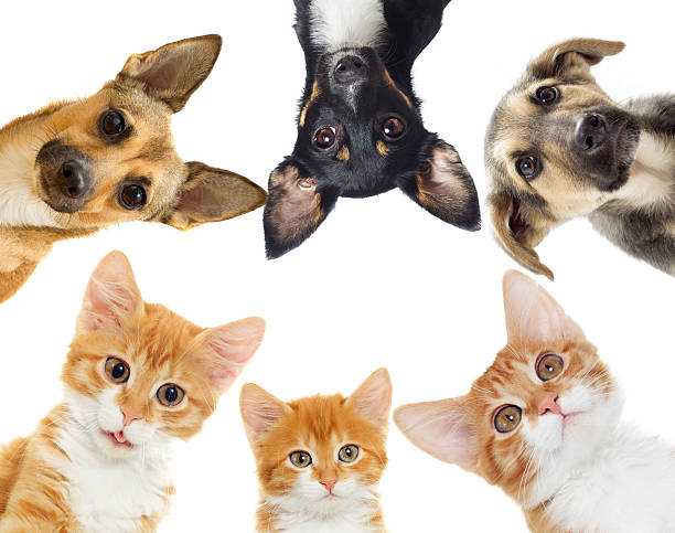 istock kitten and puppy 504877578