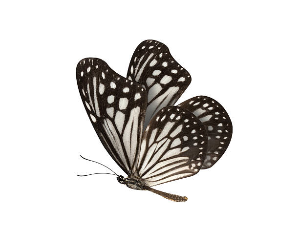 istock Black and White Butterfly isolated on white background 504877688