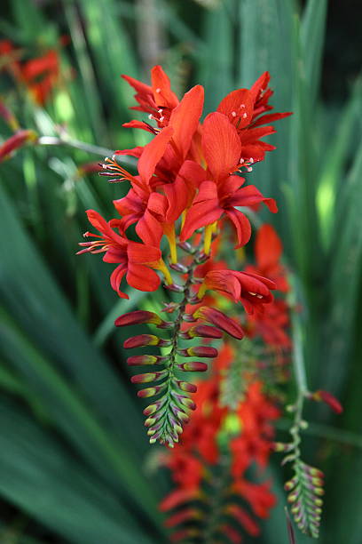 Crocosmia Lucifer flower blooming in an English garden in summer Crocosmia Lucifer flower blooming in an English cottage garden in high summer crocosmia stock pictures, royalty-free photos & images