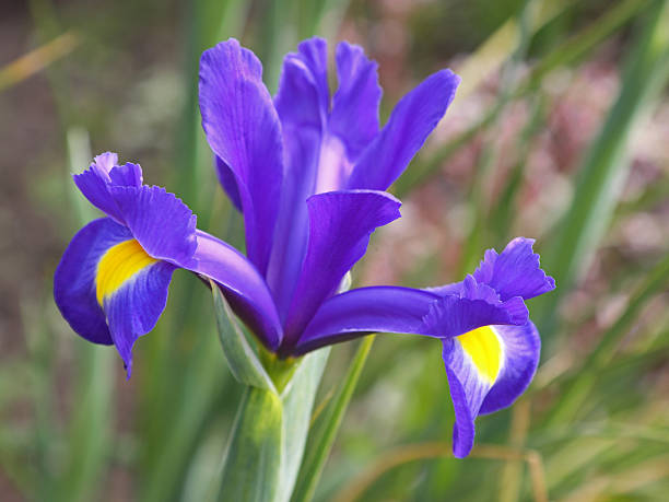 istock Iris flower of the variety Blue Magic 504878126