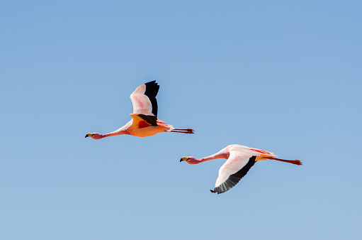 Flamingo, wildlife, Altiplano, Bolivia, South America