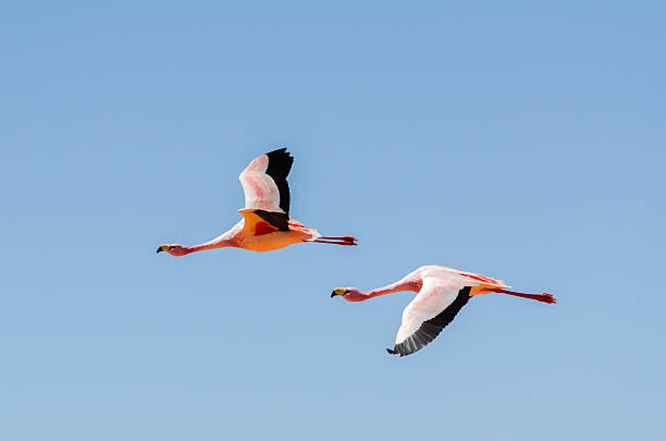 Two flying flamingo stock photo