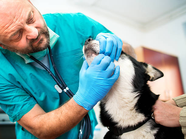 istock Dog at dental examination 504880952