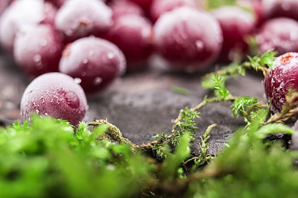 istock Cranberry frost moss. 504881372