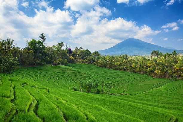 istock Green rice terraces landscape on mountain background 504882184