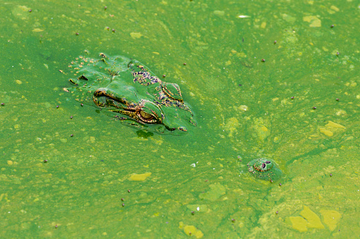 Green Frog on petal