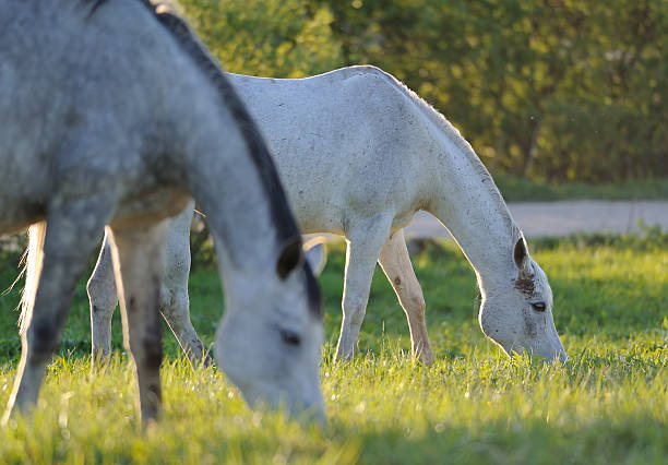 istock Two horses on the meadow 504883908