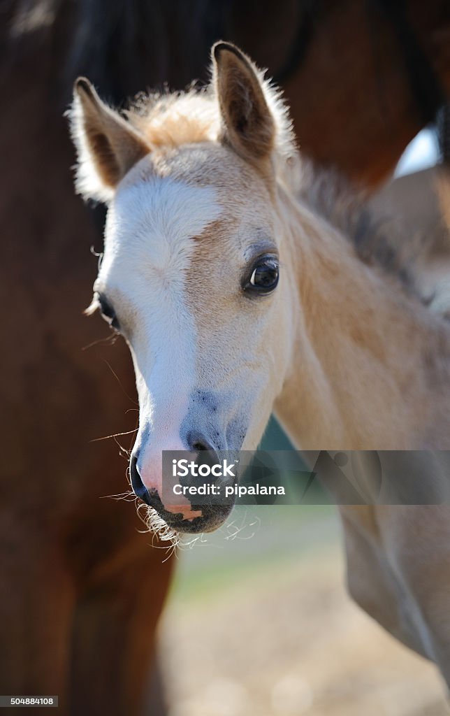 Portrait of a foal Portrait of a foal of mini-horse Animal Stock Photo