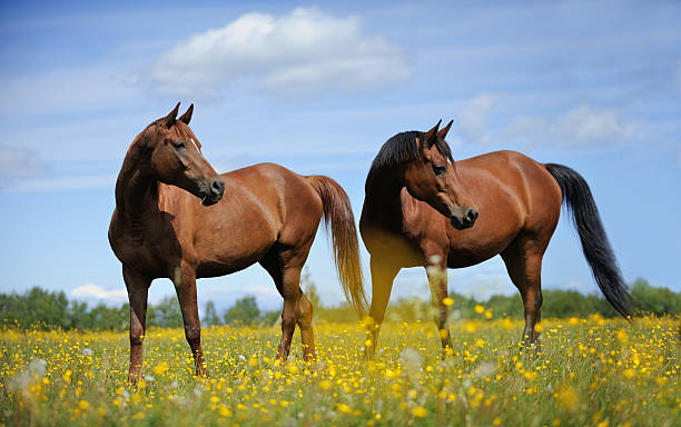 istock Two horses on the meadow 504884280