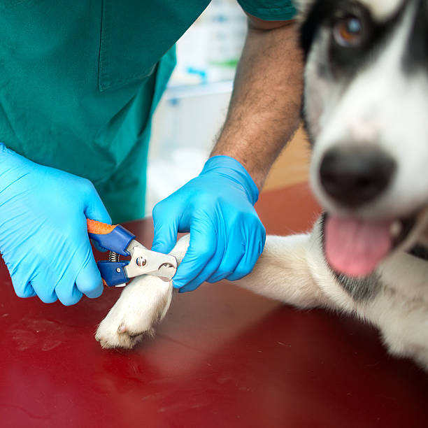 istock Dog nails are trimmed 504884782