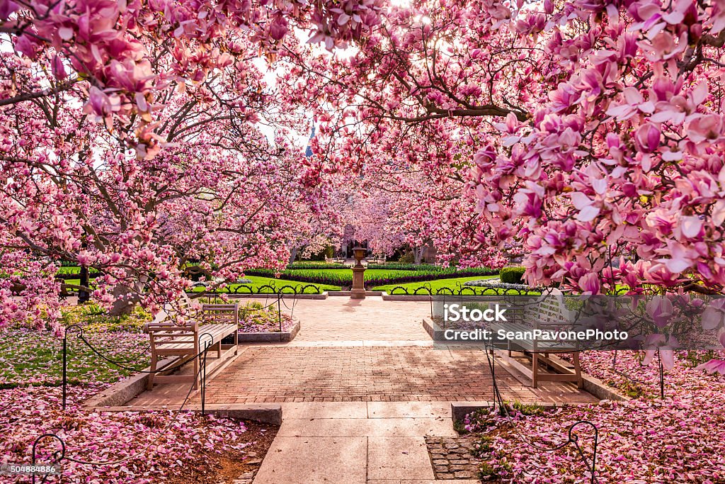 DC in Spring Washington DC spring foliage near the National Mall. Smithsonian Institution Stock Photo