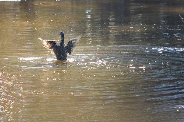 羽ばたくの羽 - manzanita lake ストックフォトと画像