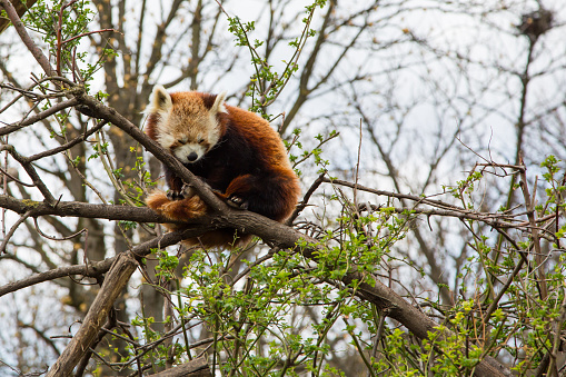 One sleeping Red Panda on the tree branch