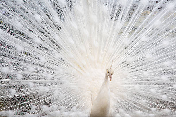 istock Male white peacock with spread tail feathers 504885004