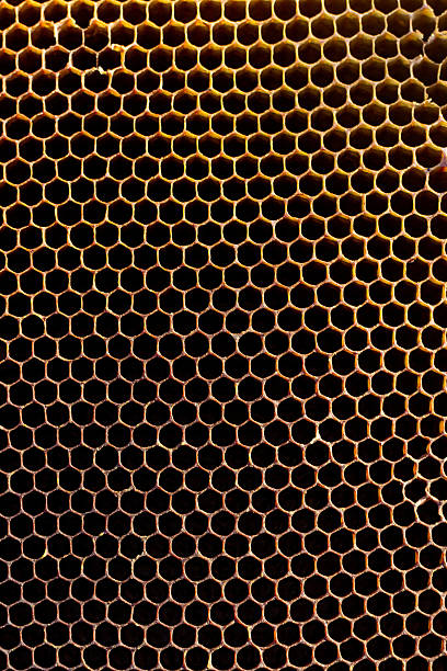 istock Honeycomb cells closeup from beehive 504885070