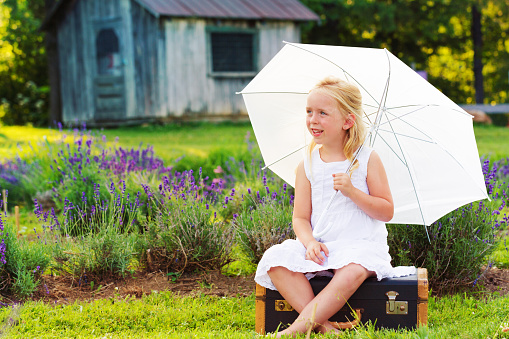 Little girl dressed in white sitting in a lavender field in bloom with umbrella