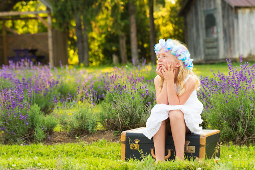 Little girl dressed in white sitting in a lavender field in bloom