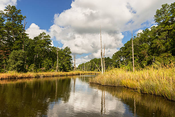 istock Coastal Wetlands in North Carolina 504886010