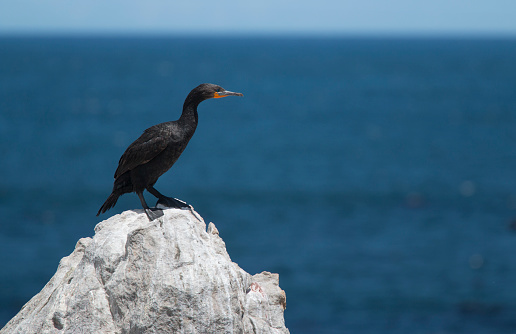 Cormorant at nesting site at Stony Point in Betty's Bay, Western Cape, South Africa