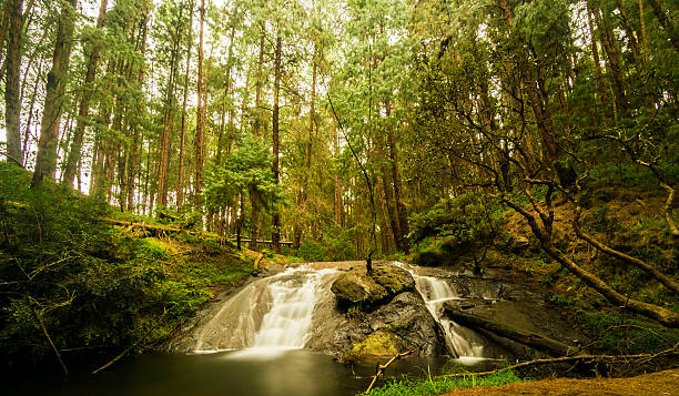 Deep forest Gundar waterfalls in serene surroundings The beautiful Gundar Waterfalls are located in deep forest on the way to the Poomparai Village at a distance of around 15 kms from Kodaikanal. More than the waterfalls, the 400 meters walk through the forest looks interesting and tranquil. It is a secluded little known forest with full of tall pine trees and the view is breathtaking. kodaikanal photos stock pictures, royalty-free photos & images