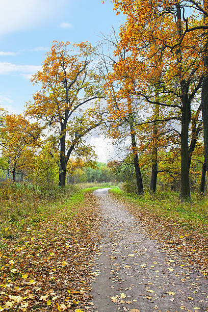 istock Autumn day in the park. 504888008