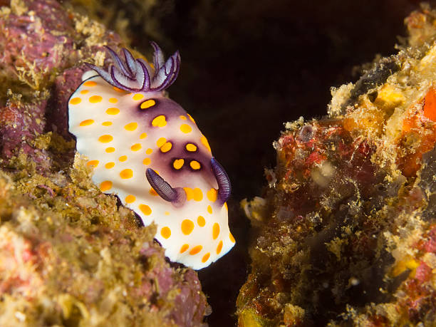 istock Thailand Choromodoris hintuanensis 504888656