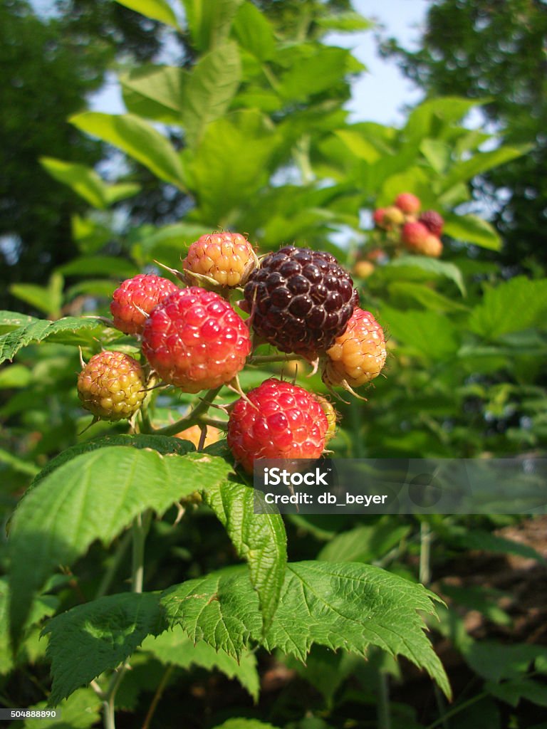 Negro, con iluminación natural, Raspberries en resorte - Foto de stock de Alimento libre de derechos