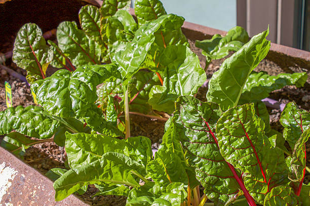 istock Organic Growing Green Vegetables Close Up 504889638