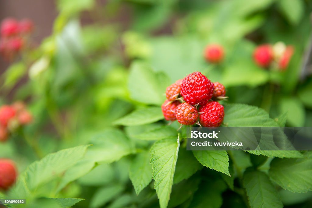 Raspberry Berry Fruit Stock Photo