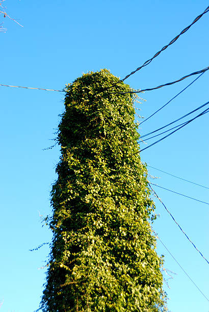 istock Vines overgrowing a pole connected to power lines 504891294