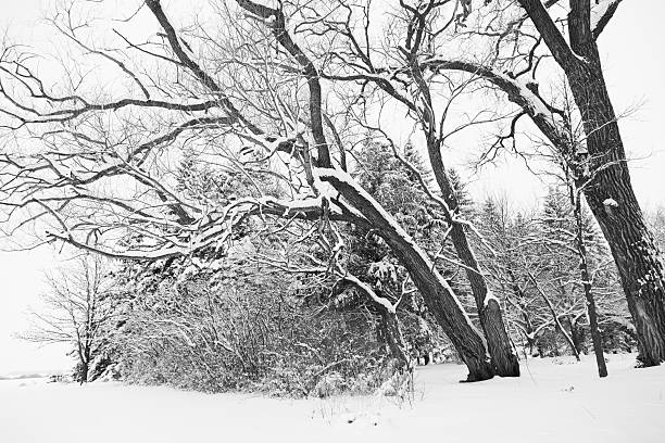 istock Snow Covered Trees - Minnesota Winter 504898020