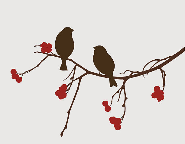 stockillustraties, clipart, cartoons en iconen met sparrows on a mountain ash branch - sparrows
