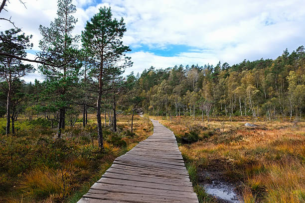 istock wood foot bridge over marsh land 504898264