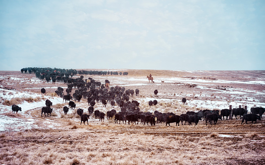 Cows, Cowboys and desert.  Moving the herd to the winter feed lots.  Frosty crystallized flakes of snow blowing around in the air.  Sagebrush and a bazillion Angus cows.