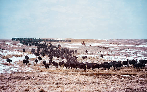 Winter Cattle Drive stock photo