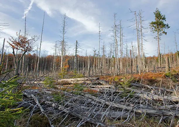 Photo of Dead trees in Bavarian forest because of acid rain