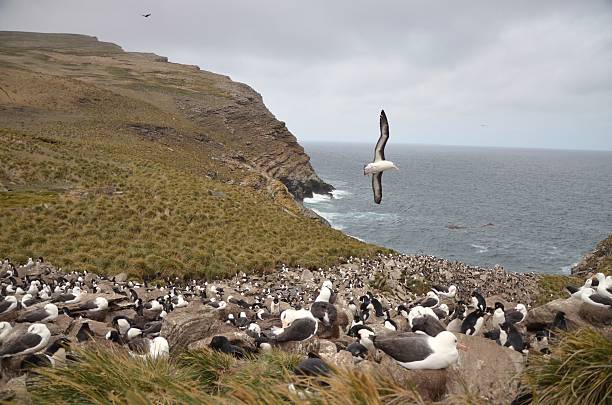 istock Black-browed Albatross in flight 504899826