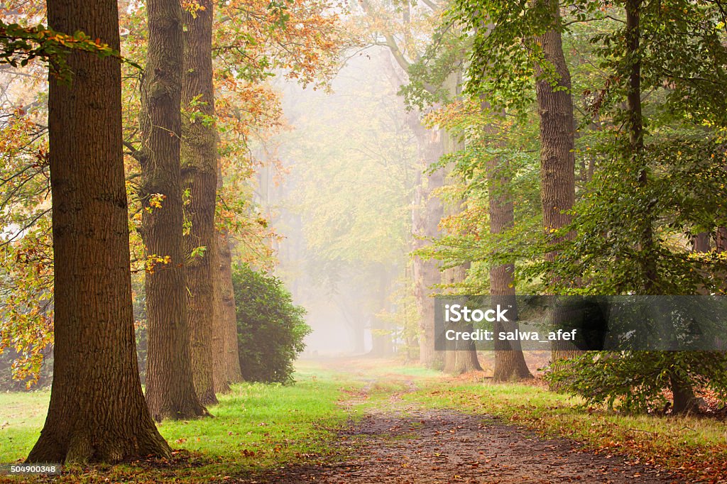 Autumn Glow Autumn scenery of  trees lane in a foggy day. Autumn Stock Photo