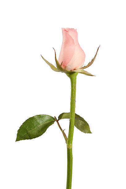 istock Beautiful pink rose isolated on white background 504900840