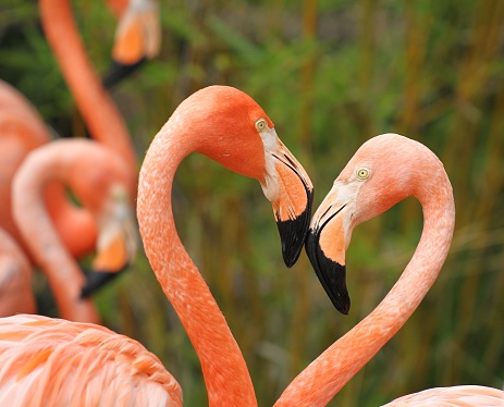 Two flamingos looking at each other forming a heart shape.