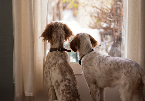Two English Setters  looking out of a window, Norway